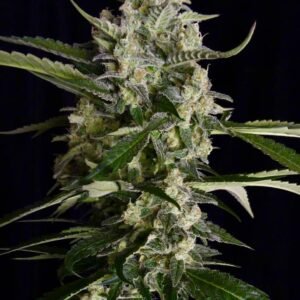 Serious Seeds - Seriosa