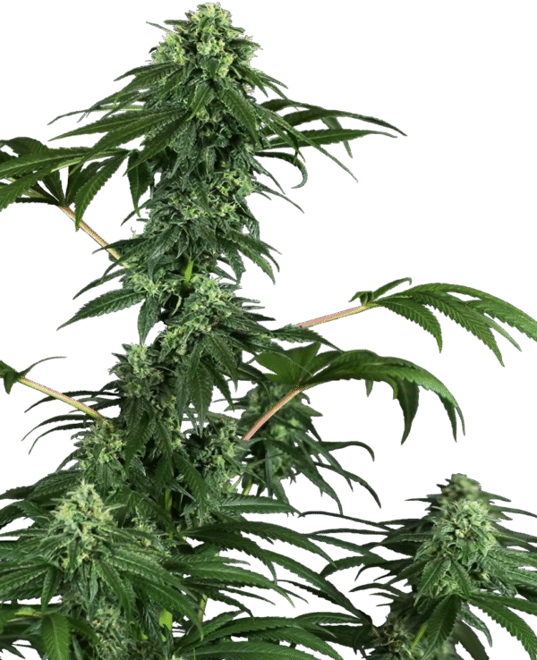 Sensi Seeds Research - 420 Punch Feminized
