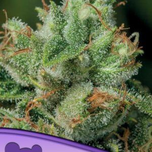 Anesia seeds - Afghanica, Landraces