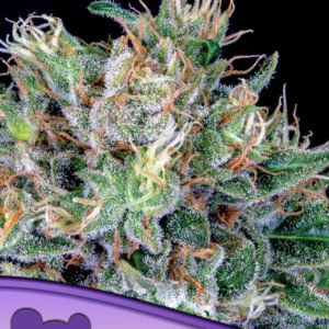 Anesia seeds - Amnesia Flash