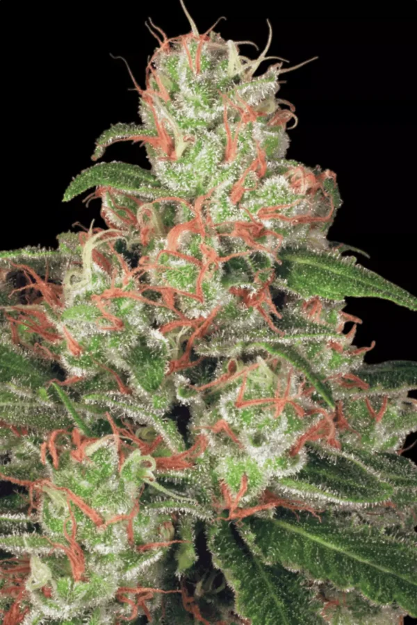 Paradise Seeds - Acid