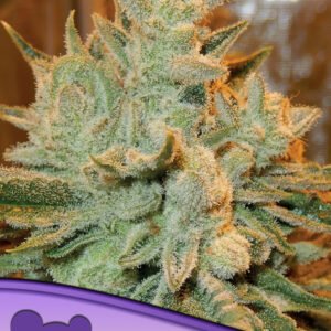Anesia seeds - Betty Auto