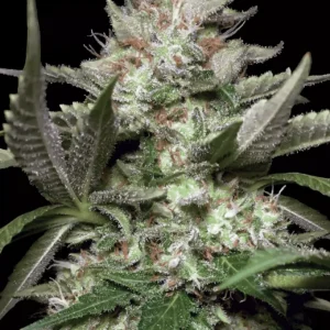 Paradise Seeds - Kong 4