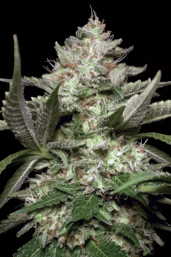 Paradise Seeds - Kong 4