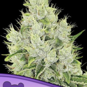 Anesia seeds - Lemongrass Auto