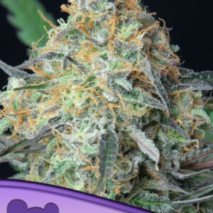 Anesia seeds - Rainbow Donut Auto