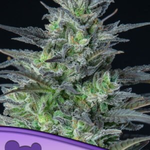 Anesia seeds - Sleepy Joe® Auto