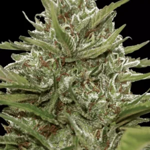 Paradise Seeds - Whiteberry