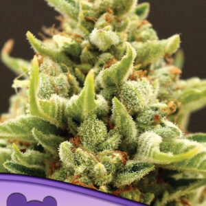 Anesia seeds - Banana Kush Auto