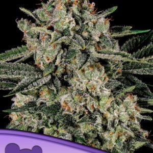 Anesia seeds - Banana MAC