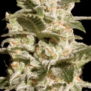 Paradise Seeds - Belladonna