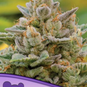 Anesia seeds - Big Bazooka Auto