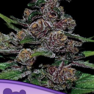 Anesia seeds - Blackberry Moonrocks® Auto