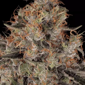 Paradise Seeds - Blue Kush Berry