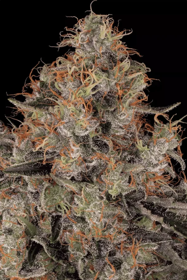 Paradise Seeds - Blue Kush Berry
