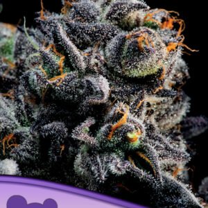 Anesia seeds - Blueberry Banana Auto