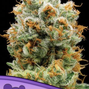 Anesia seeds - Bola Mintz®