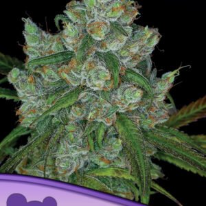 Anesia seeds - Bruce Banner #3