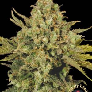 Serious Seeds - CBD Warlock