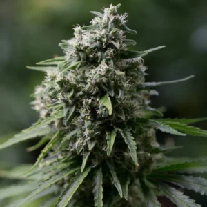 Silent Seeds - Critical+ 2.0