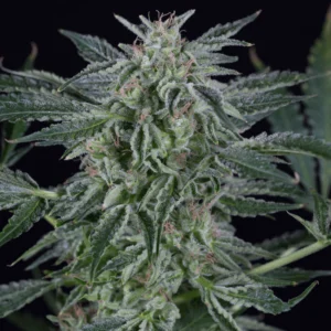 Silent Seeds - Critical Jack Auto