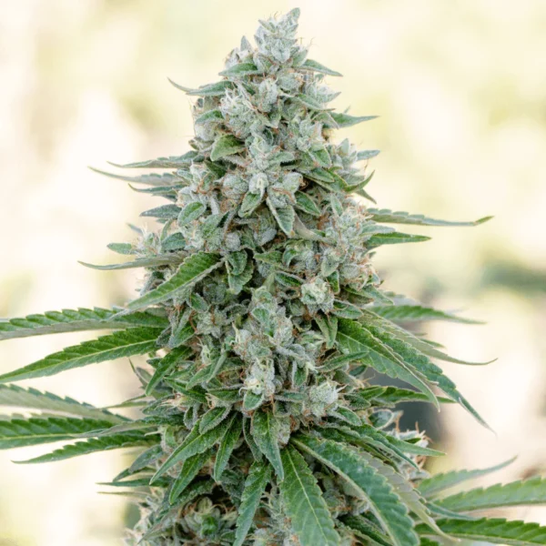 Silent Seeds - Critical Mango