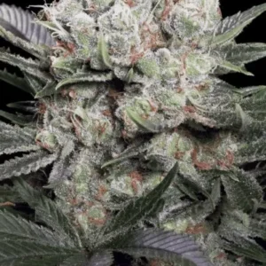 Paradise Seeds - Californian Gold