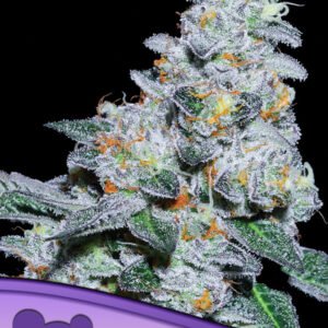Anesia seeds - Captain Future