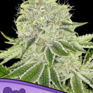 Anesia seeds - Cash Cow