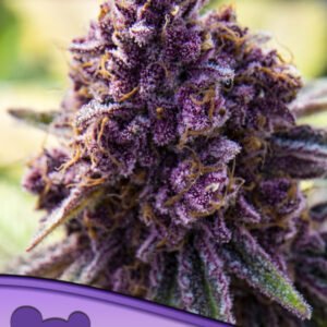 Anesia seeds - Dankberry