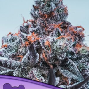 Anesia seeds - Deep Jealousy Auto
