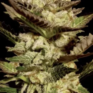 Paradise Seeds - Durga Mata