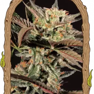 Exotic Seeds - Amnesia Nr. 7