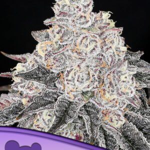 Anesia seeds - Frozen Black Cherry