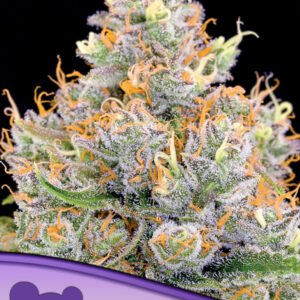 Anesia seeds - Future #1®