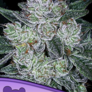 Anesia seeds - Future #1® Auto