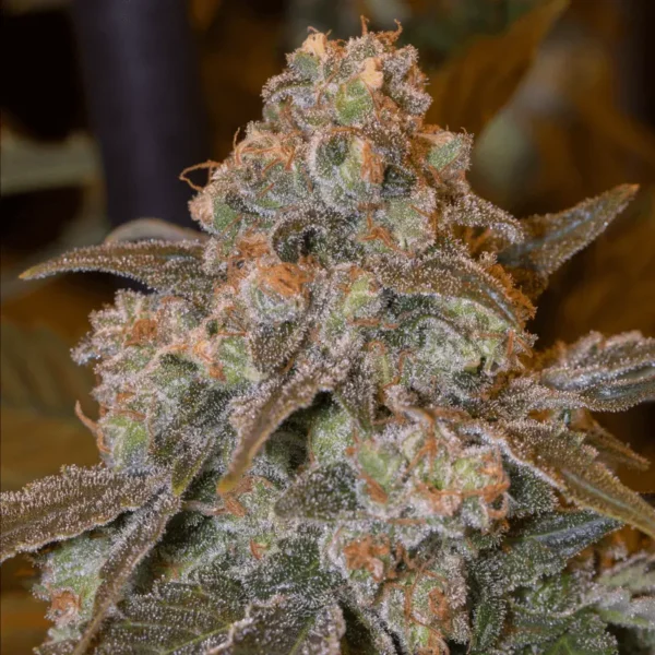 Silent Seeds - Gorilla Frost