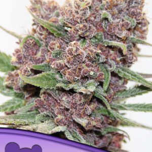 Anesia seeds - Gelato Dream