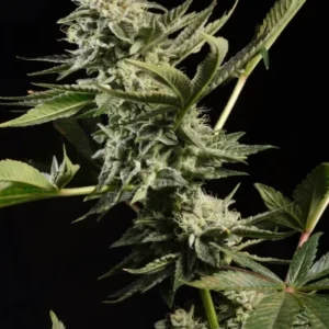 Paradise Seeds - Glowstarz