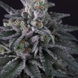 Paradise Seeds - Gulupa