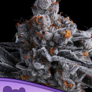 Anesia seeds - High MARS
