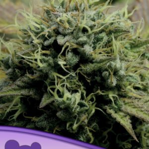 Anesia seeds - Hindu Kush, Landraces
