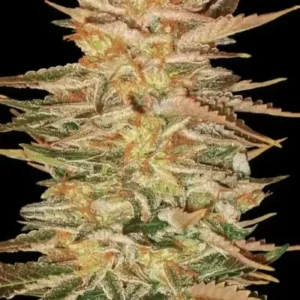Paradise Seeds - Ice Cream