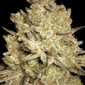 Paradise Seeds - Jacky White