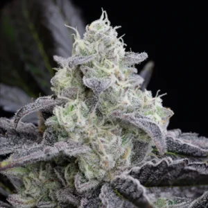 Silent Seeds - LA Vanilla Cake