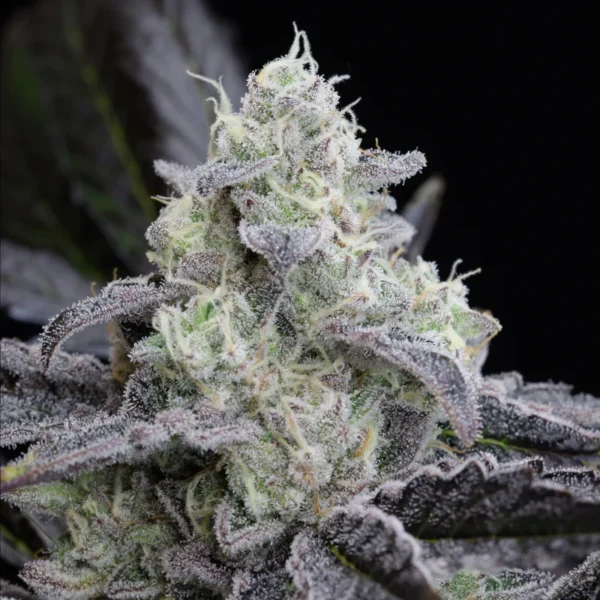 Silent Seeds - LA Vanilla Cake