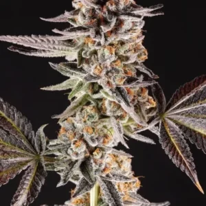 Paradise Seeds - La Bomba