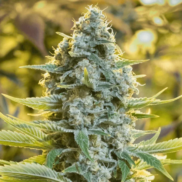 Silent Seeds - Moby Dick