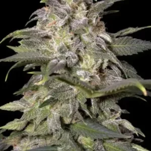 Paradise Seeds - Magic Bud