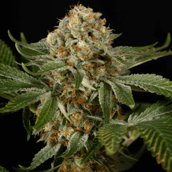 Silent Seeds - OG Kush